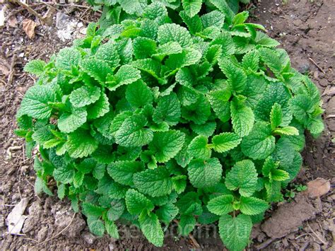 Лекарственное растение мелисса лекарственная — лечение, описание и фото ...
