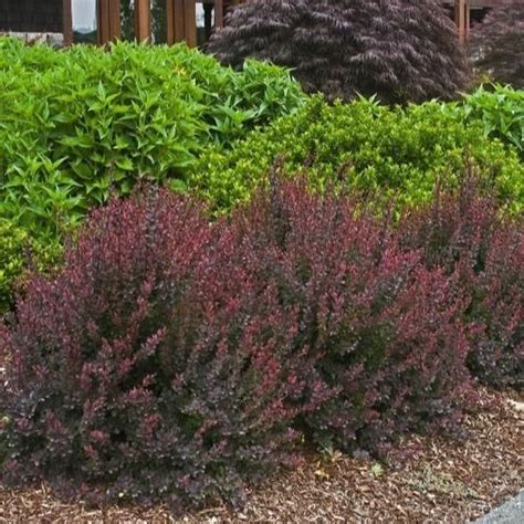 Royal Burgundy Barberry Shrubs For Borders Monrovia Plants Shrubs