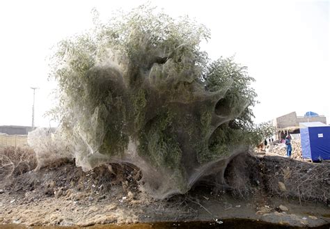 Pictures: Trees Cocooned in Webs After Flood | National Geographic