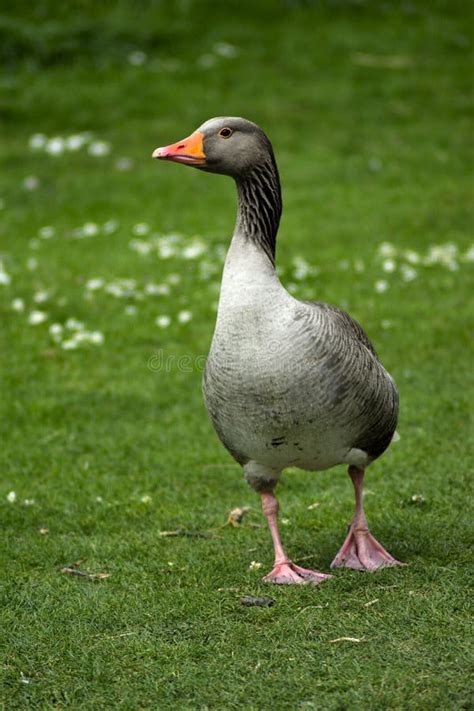 Красивая серая утка с оранжевым клювом Стоковое Фото - изображение ...