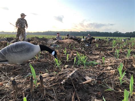 Dove... - Alabama Wildlife and Freshwater Fisheries Division