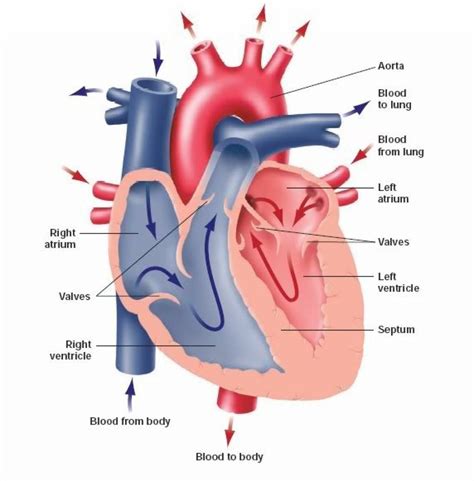 Circulatory System Heart Diagram Simple Circulatory Pinclipa