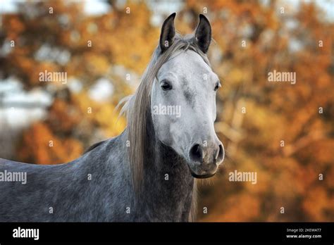 Shagya Arabian Horse Portrait Stock Photo Alamy