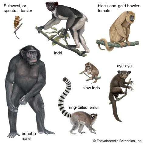 primate - Kids | Britannica Kids | Homework Help