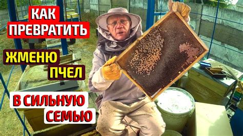 Слабая семья пчел 100% спасёте пчел Как сохранить матку и горсть пчел ...