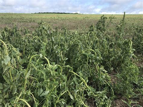 Pasture Weeds Identification