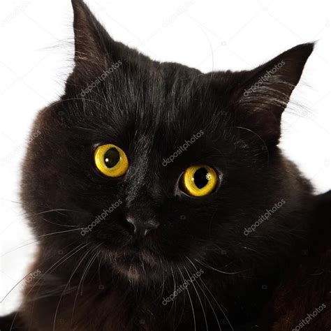 Gato Preto Olhando Para Voc Olhos Amarelos Brilhantes