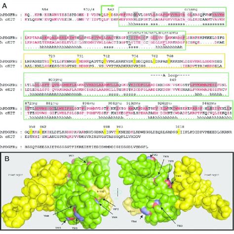 Modeling Guided Mutagenesis Of The Fpdgfra Protein A Alignment Of