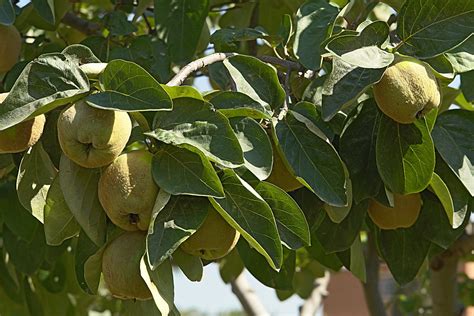 Frutos 1 Free Photo Download | FreeImages