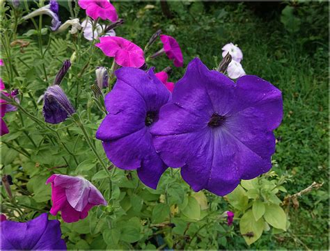 Petunia × hybrida - Изображение особи - Плантариум