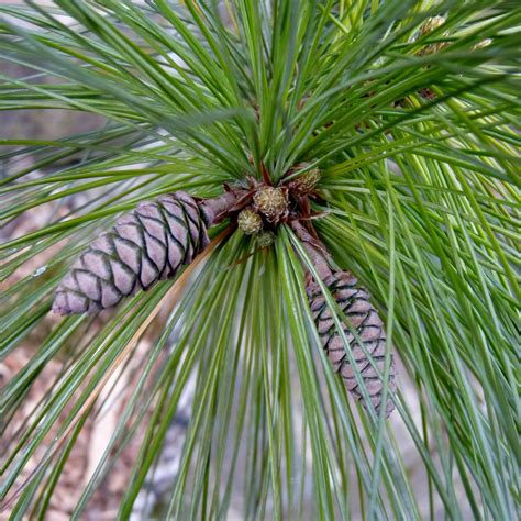 Buy Eastern White Pine Online | Privacy Evergreen | Bay Gardens