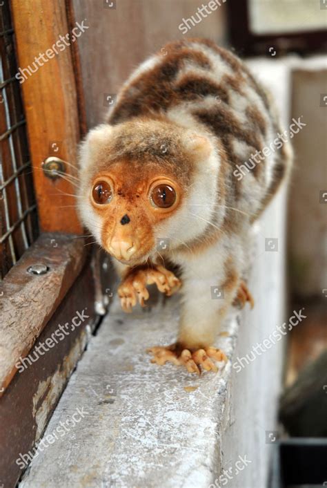 spotted phalanger editorial stock photo stock image shutterstock