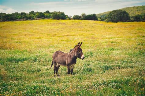 Donkey Years To Human Years Donkey Age Calculator Yihy