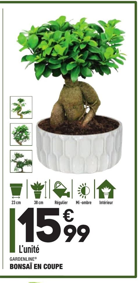 Promo Bonsai En Coupe Chez Aldi