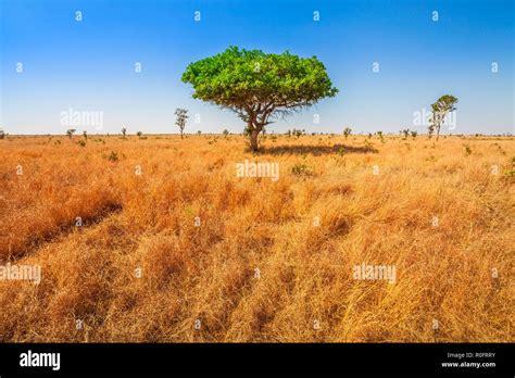 African Acacia Tree In Serengeti National Park In Tanzania East Africa