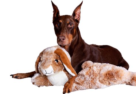 Dog Plush Toys - Pet Products | Multipet