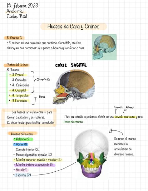 Solution Anatom A Huesos De Cara Y Cr Neo Studypool