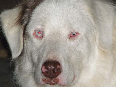 Australian Shepherd Husky Mix Shop For Your Cause