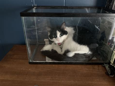 fish tank cats 13