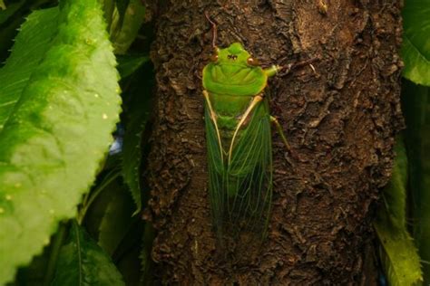 What Is the Loudest Animal in the World? Top 11 Nature Roars