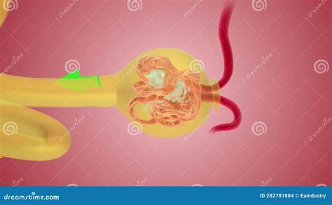 Overview of Nephron Function Glomerulus Stock Footage - Video of ...