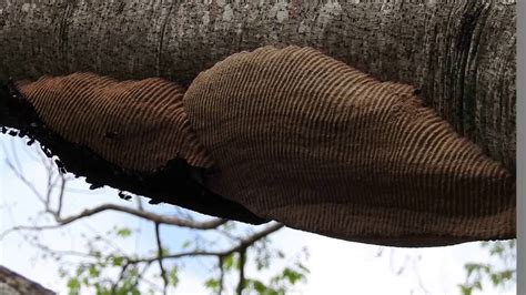 Hornet House Synoeca Cyanea Marimbondo Tatu Cabatatu Wasps Nest Dangerous Insects Youtube