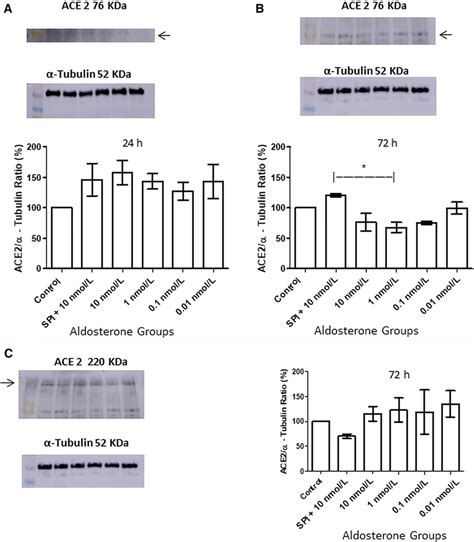 Western Blotting Analysis And Quantification Of Nonglycosylated Ace