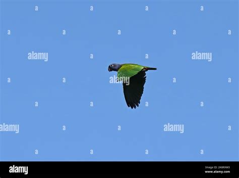 Blue-headed Parrot (Pionus menstruus menstruus) adult in flight Rio