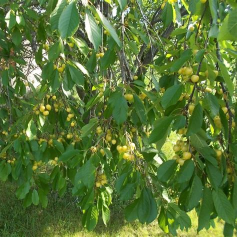 Stark Gold Sweet Cherry Yellow Fruit Bird Resistant Fruit Tree - Etsy