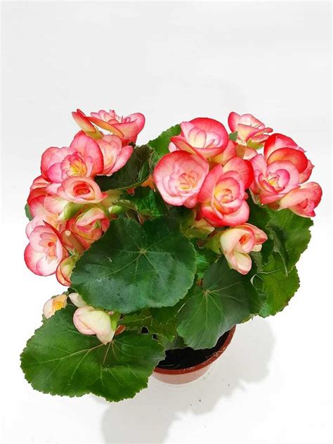 Begonia De La Paz Comprar En Vivero Del Paraiso