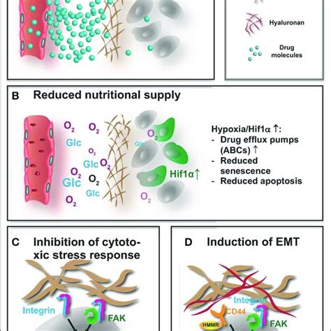 (PDF) Extracellular Matrix in the Tumor Microenvironment and Its Impact ...