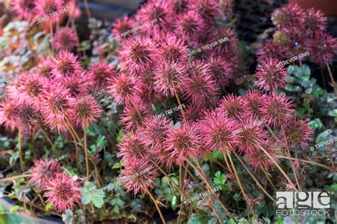 ACAENA MICROPHYLLA 'KUPFERTEPPICH', Stock Photo, Picture And Rights ...