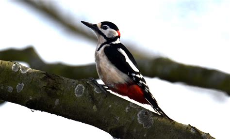 Дятел для детей на прозрачном фоне - картинки и фото poknok.art