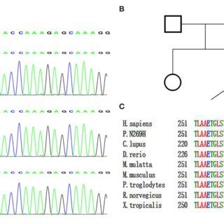 Genetic Analysis A Trio Based Whole Genome Sequencing Showing A