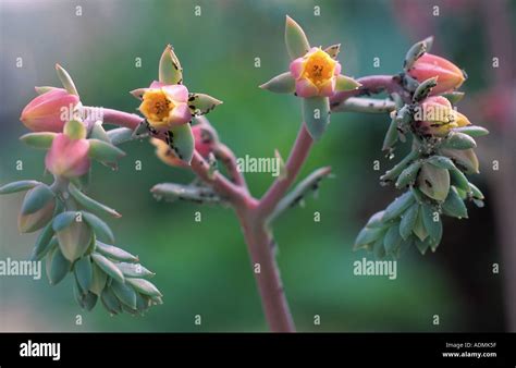 Blue Echeveria Echeveria Glauca Blossoms Stock Photo Alamy