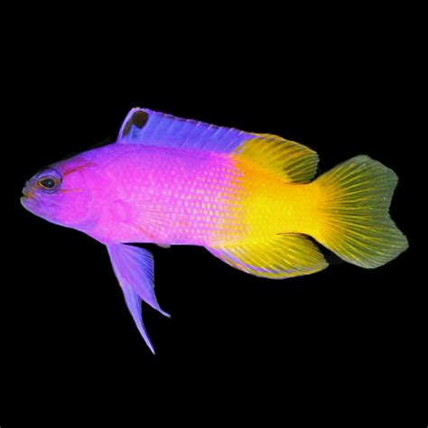 Royal Gramma Basslet Gramma Loreto