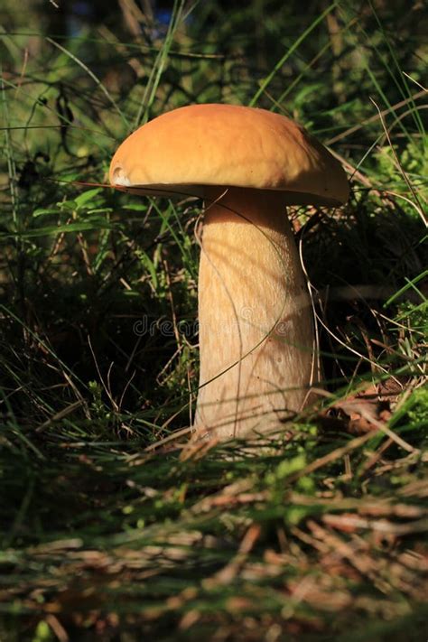 Red cap mushroom stock photo. Image of environmental - 34415760