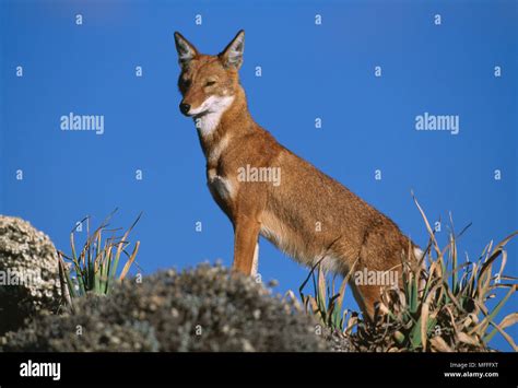 ETHIOPIAN WOLF Canis simensis Bale Mountains Nat'l Park, Ethiopia ...