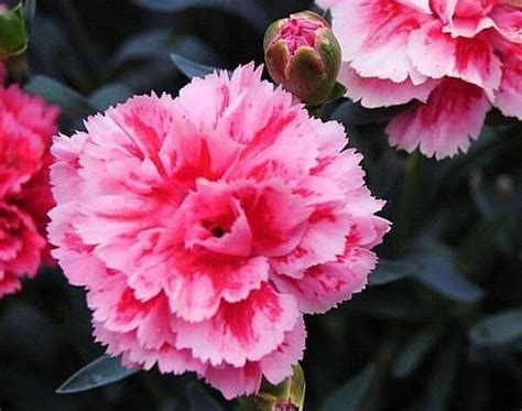 Биљни каранфил - шабо, кинески, турски, башта, поље, игличасти, садња и ...