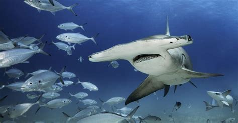 16 Things You Didnt Know About Hammerhead Sharks