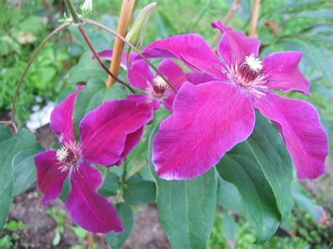 Clematis Huvi Live Plant In A 4 Inch Growers Pot Clematis Huvi