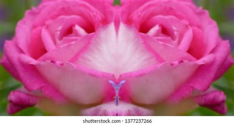 Sex Pussy Vulva Clitoris Vagina Orgasm Stock Photo Shutterstock