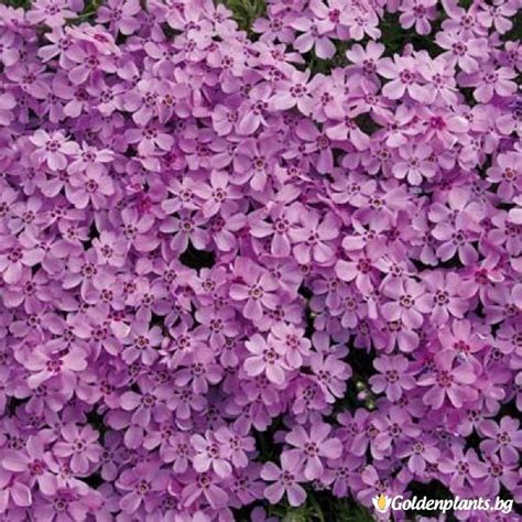 Алпийски Флокс розов