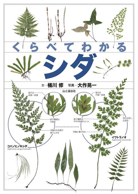 Identification Guide to Japanese Ferns [Japanese] | NHBS Field Guides & Natural History