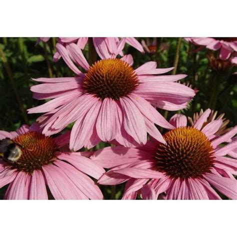 Rode Zonnehoed Echinacea Purpurea Primadonna Deep Rose Vaste