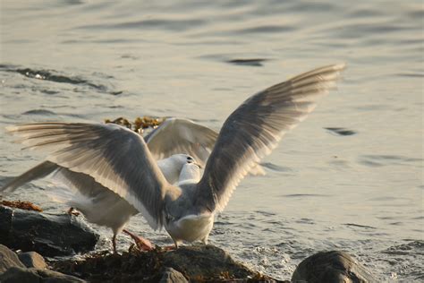 Burung Camar Burung-Burung - Foto gratis di Pixabay