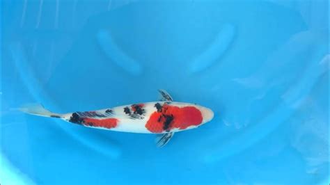 Sanke Sakai Fish Farm 29cm. with Certificate - YouTube