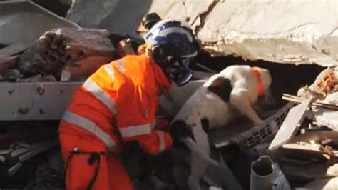 Turkey-Syria earthquake: British rescue dogs helping search for ...