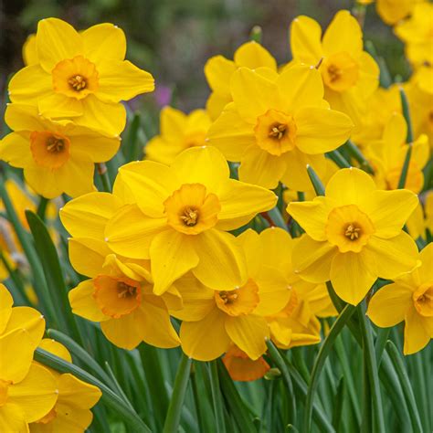 daffodil color