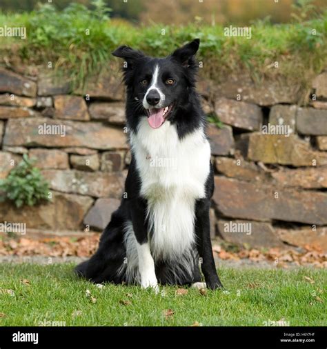 Collie Sitting Hi Res Stock Photography And Images Alamy